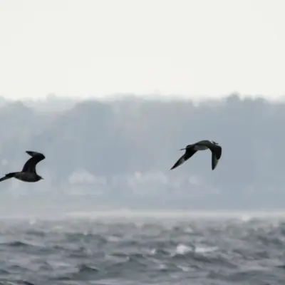 Dois moleiros-pequenos em voo, um adulto e um imaturo, sobre o mar.
