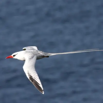 Rabijunco em voo, com plumagem predominantemente branca, bico vermelho vivo e longas penas caudais centrais brancas.