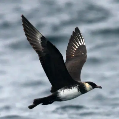 Moleiro-do-Ártico adulto de fase clara em voo sobre o mar.