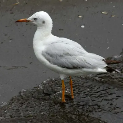 Gaivota-de-bico-fino adulta em plumagem de inverno, pousada na areia junto à água.