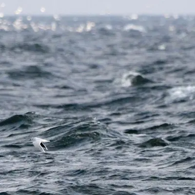 Gaivota-pequena em voo sobre o mar agitado.