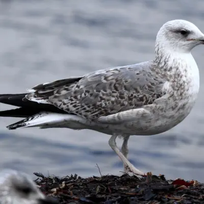 Gaivota-de-patas-amarelas imatura de segundo ano pousada, com algumas penas cinzentas a surgir no manto, ainda com plumagem castanha residual.