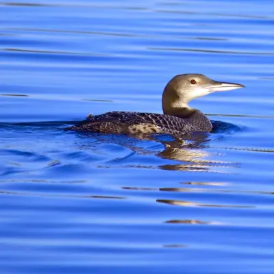 Mobelha-grande na água em plumagem de inverno, com cabeça e pescoço cinzentos
