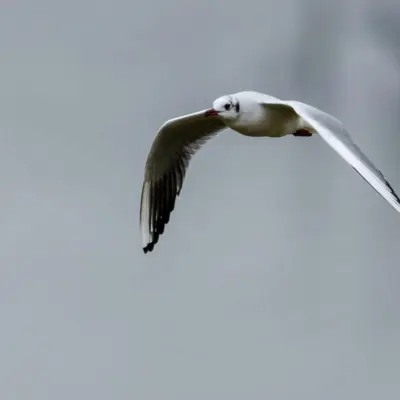 Guincho adulto em plumagem de inverno, em voo, com cabeça branca e manchas escuras atrás dos olhos.
