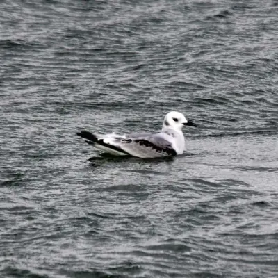 Gaivota-tridáctila imatura pousada na água, com padrão escuro nas asas.