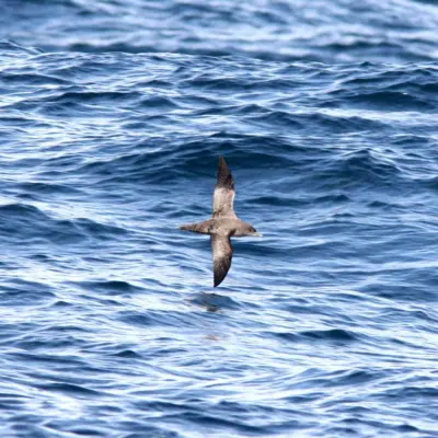 Pardela-preta a voar baixo sobre o mar.