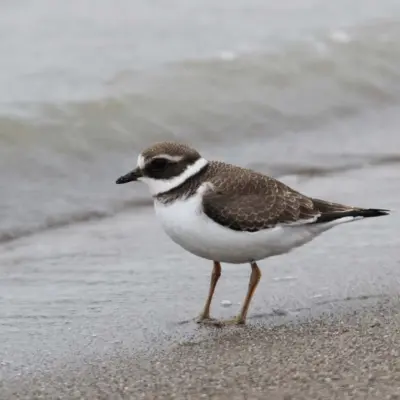 Borrelho-grande-de-coleira juvenil a andar na linha de maré, com plumagem mais pálida e escamosa no dorso, colar peitoral pouco definido e tons acastanhados suaves.