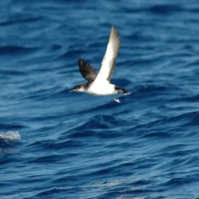 Pardela-do-atlântico em voo sobre o mar, com a face ventral branca visível.
