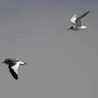 Gaivota-de-Sabine imatura em voo, com um garajau ao fundo.