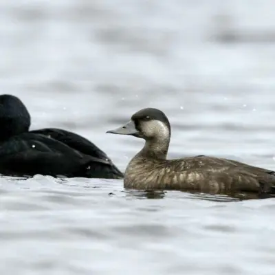 Negrola macho e fêmea a flutuar juntos no mar, o macho com plumagem negra e bico preto e amarelo, a fêmea castanha com face mais clara.