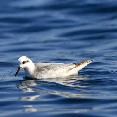 Falaropo-de-bico-grosso pousado à superfície do mar.