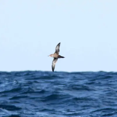 Pardela-preta a voar sobre o mar.