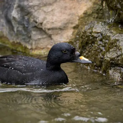 Negrola macho com plumagem negra e bico preto e amarelo, a flutuar em água costeira pouco profunda entre rochas.