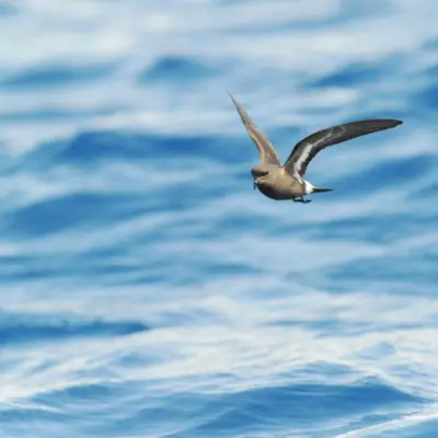 Alma-de-mestre a voar sobre o mar, com marca branca visível debaixo da asa