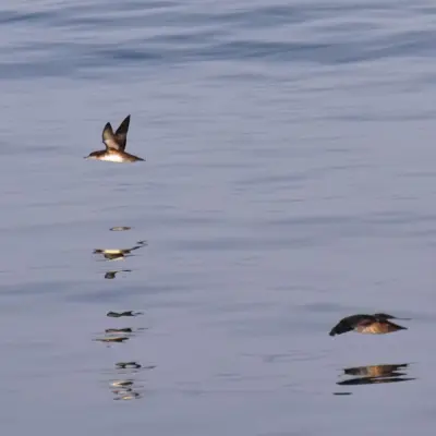 Pardela-balear em voo sobre o mar, com o ventre parcialmente escuro visível.