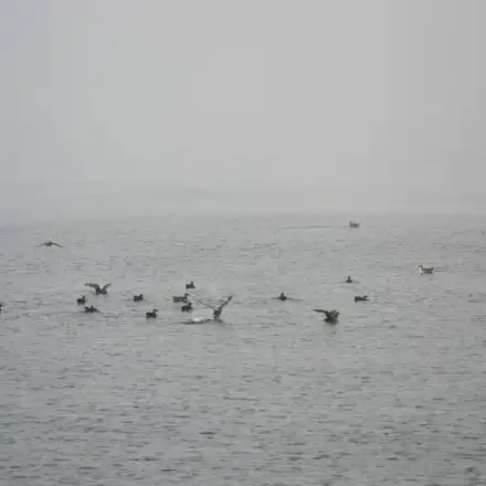 Grupo de pardelas-baleares no mar, algumas pousadas e outras em voo.