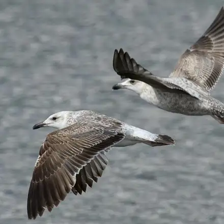 Duas gaivotas-d’asa-escura juvenis em voo sobre o mar.
