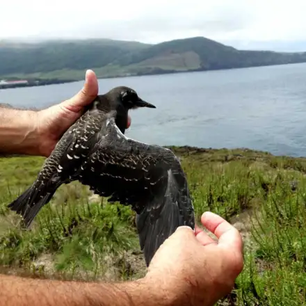 Garajau-de-dorso-preto juvenil na mão, com uma asa aberta, apresentando plumagem uniforme negra com manchas brancas.