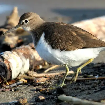 Maçarico-das-rochas a caminhar na areia junto ao mar, com plumagem castanho-acastanhada nas partes superiores e partes inferiores claras.