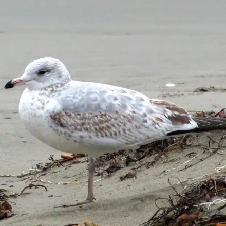 Gaivota-de-bico-riscado imatura pousada na areia, com plumagem castanha