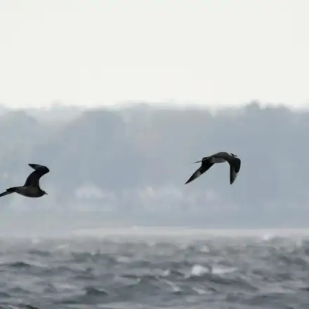 Dois moleiros-pequenos em voo, um adulto e um imaturo, sobre o mar.