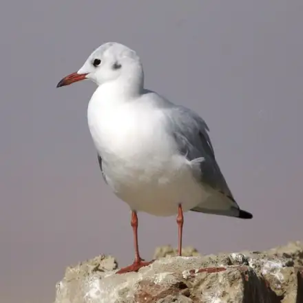 Gaivota-de-bico-fino adulta em plumagem de inverno, pousada numa rocha.