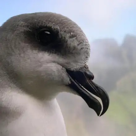 Freira-da-madeira com pormenor da cabeça, tendo ao fundo o maciço montanhoso da Madeira.