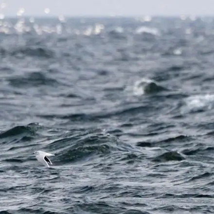 Gaivota-pequena em voo sobre o mar agitado.