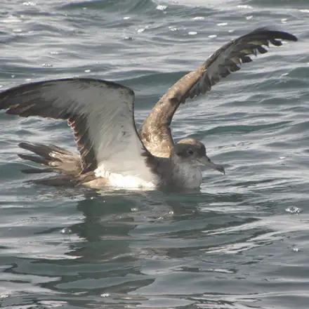 Cagarra-de-cabo-verde pousada no mar com as asas abertas e de perfil, num dia de mar calmo. É visível o branco na zona inferior da asa e uma gota de água na ponta do bico, podendo indicar que a ave acabou de mergulhar. À superfície da água notam-se pequenas bolhas de espuma que poderão indicar também a atividade desta e/ou outras aves na zona.
