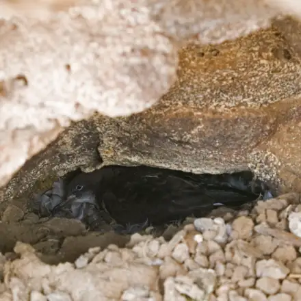 Cagarra-de-cabo-verde no ninho, em aparente posição de incubação e de perfil. O ninho é composto por uma pequena cavidade na rocha com um substrato arenoso com pequenas pedras. Notam-se também algumas penas soltas em torno da ave. O mesmo parece ser bastante exposto à luz solar, dada a luminosidade na fotografia, que aparenta ter sido registada durante o dia.
