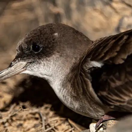 Cagarra-de-cabo-verde aparentemente adulta pousada em terra e de perfil, possivelmente numa colónia, salientando-se o pormenor da cabeça e bico. Nota-se uma pena na cabeça "despenteada" ou esbranquiçada, e o seu bico afiado com a extermidade pontiaguda em formato de anzol. O solo parece ser maioritariamente composto por ramos finos de vegetação seca e uma parede rochosa.