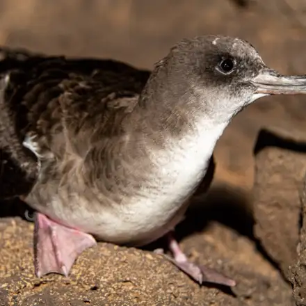 Cagarra-de-cabo-verde aparentemente adulta pousada em terra, de perfil e numa zona rochosa, possivelmente numa colónia, salientando-se o pormenor da cabeça e bico. Notam-se três penas esbranquiçadas na cabeça, e o seu bico afiado com a extermidade pontiaguda em formato de anzol. A ave também parece ter uma anilha numa das patas.