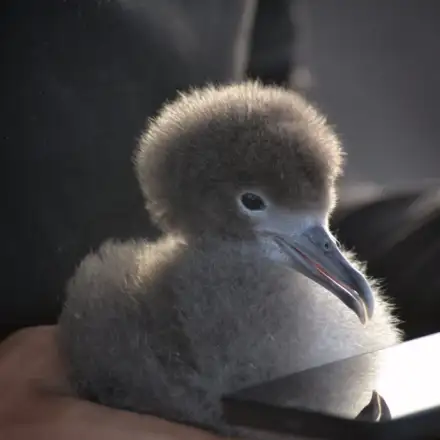 Cria de cagarra-de-cabo-verde na mão de um investigador. A ave aparenta ter poucas semanas de idade, apresentando-se totalmente coberta por penugem. Mas já exibe um bico vistoso.