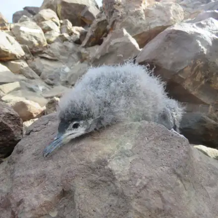 Cria de cagarra-de-cabo-verde aparentemente colocada no topo de uma rocha na colónia, em plena luz do dia. A ave aparenta ter um estado avançado de desenvolvimento, notando-se a cabeça já toda coberta de penas mas ainda com a penugem, a soltar-se, na zona da nuca. O corpo ainda repleto de penugem.
