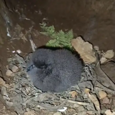 Cria de gon-gon com alguns dias de idade e no ninho. A ave está coberta por penugem escura. O ninho aparenta ser uma reentrância nas rochas. A base parece conter alguns restos vegetais e pequenas pedras que foram agrupadas possivelmente pelo progenitor.