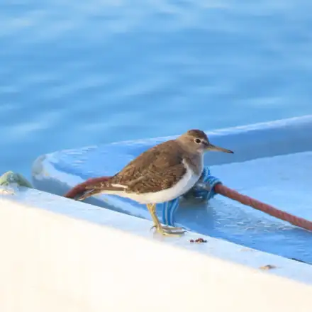 Maçarico-das-rochas pousado numa embarcação no porto de pesca