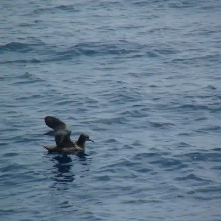 Pardela-preta pousada no mar com as asas abertas