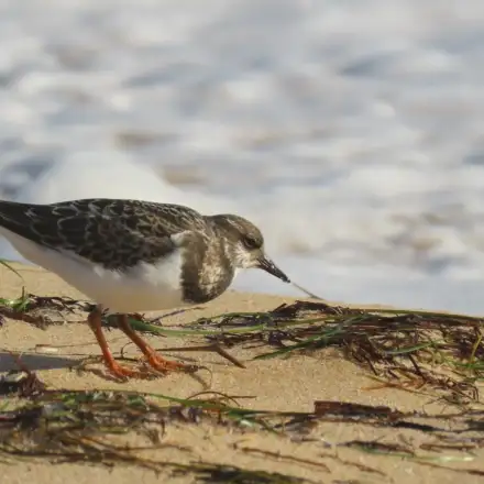 Rola-do-mar adulta em plumagem de inverno, a alimentar-se na areia da zona intertidal.