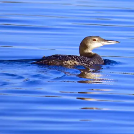 Mobelha-grande na água em plumagem de inverno, com cabeça e pescoço cinzentos