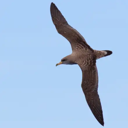 Cagarra a voar sobre o mar, em vista dorsal.