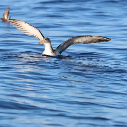 Cagarra-do-mediterrâneo poisada no mar, com asas completamente abertas e a prepara-se para voar. Vê-se também um pequeno alma-de-mestre por trás, também pousado na água de asas abertas e desfocado.