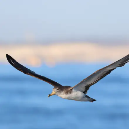 Cagarra-do-mediterrâneo em voo sobre o mar, com asas completamente abertas. Ao fundo nota-se a linha de costa desvanecida.
