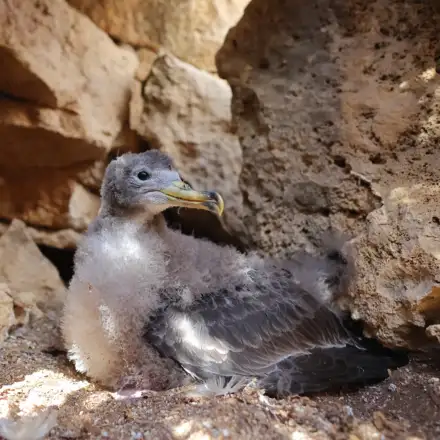 Cria de cagarra-do-mediterrâneo num estado de crescimento avançado, mostrando o bico amarelo e as asas já com penas de cobertura e primárias. O resto do corpo e cabeça ainda estão cobertos de penas, apesar da fronte e zona da face próxima do bico terem já as penas a nascer. A ave está pousada no ninho, de perfil e com a cabeça  voltada para o lado. O ninho localiza-se entre grandes rochedos com um substrato arenoso, estando bastante iluminado pela luz do dia.