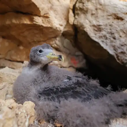 Cria de cagarra-do-mediterrâneo num estado de crescimento avançado, mostrando o bico amarelo e as asas já com penas de cobertura e primárias. O resto do corpo e cabeça ainda estão cobertos de penas, apesar da fronte e zona da face próxima do bico terem já as penas a nascer. A ave está pousada no ninho, de perfil e com a cabeça  voltada para o lado. O ninho localiza-se entre grandes rochedos com um substrato arenoso, estando bastante iluminado pela luz do dia.