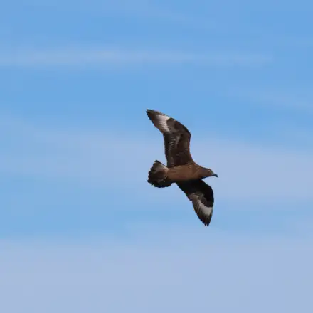 Alcaide em voo sobre o mar, com manchas brancas nas asas bem visíveis.