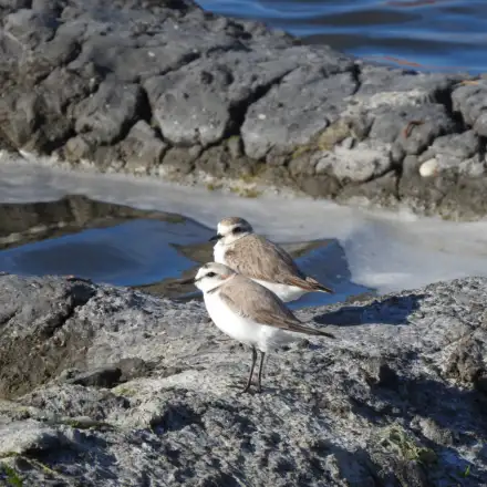 Duas fêmeas de borrelho-de-coleira-interrompida pousadas numa salina, com plumagem discreta acastanhada e partes inferiores claras, sem colar peitoral preto bem definido