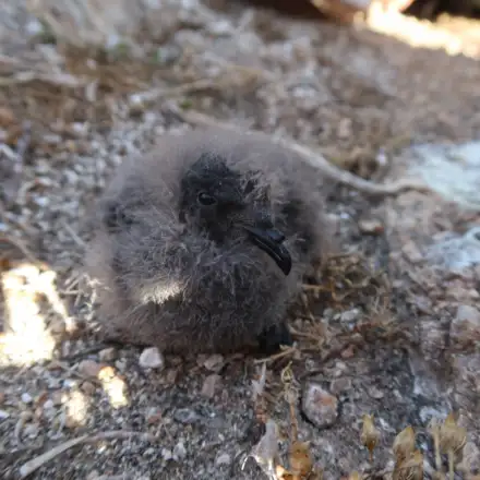 Cria de alma-de-mestre muito pequena, ainda coberta de penugem mas as penas da cabeça já são visíveis. A ave parece estar fora do ninho sob um substrato rochoso e durante o dia.