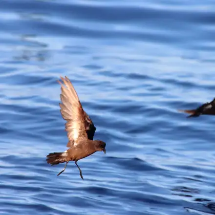 Duas almas-de-mestre a voar sobre o mar. O que está mais próximo e focado, apresenta as patas na vertical, quase a tocar a água. A segunda ave está mais desfocada e num voo pleno para o observador.