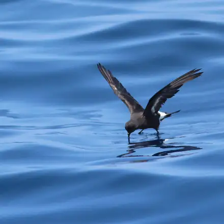 Alma-de-mestre a voar sobre o mar, com marca branca visível debaixo da asa