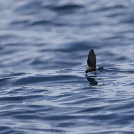 Alma-de-mestre em alimentação à superficie do mar